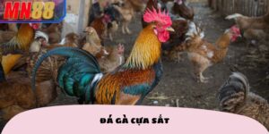 ĐÁ GÀ CỰA SẮT