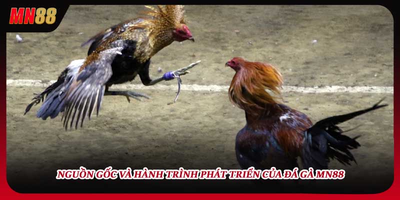 Nguồn gốc và hành trình phát triển của Đá gà MN88